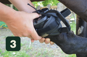 Ajustar el zapato a la pezuña y cerrar los velcros laterales para evitar que se salga al apoyar la pata.